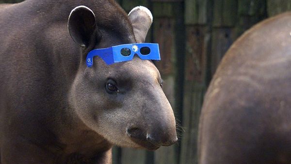 April 8 solar eclipse: 6 zoos on the path of totality — and why animals react strangely to ‘nighttime during the day’_660b2bb348243.jpeg