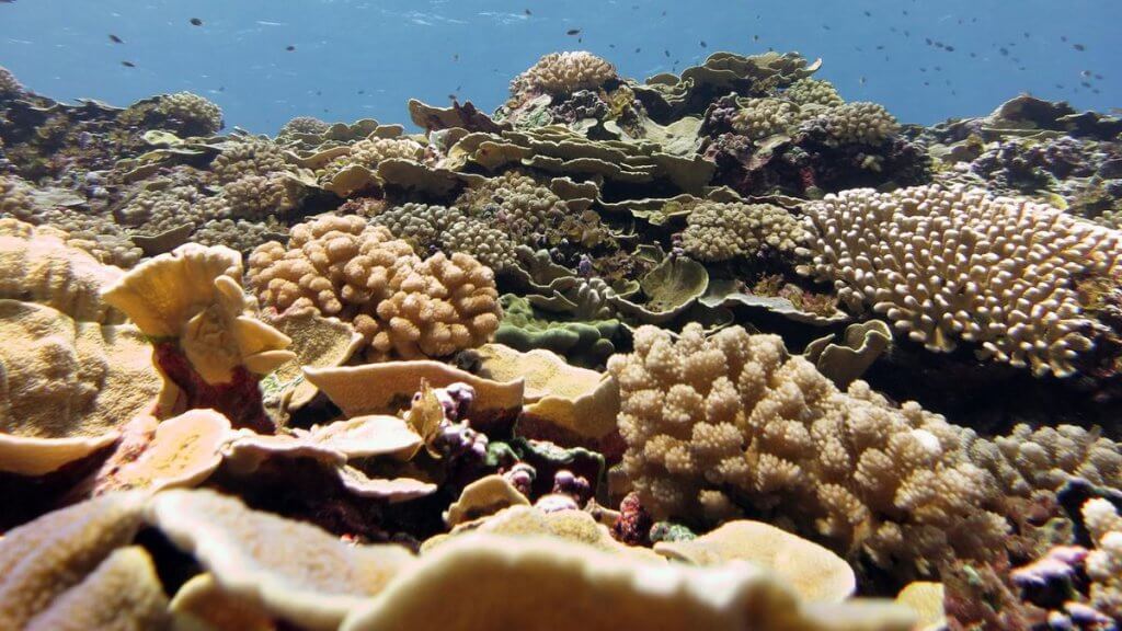 Satellites are game changers for protecting coral reefs in a warming world_66a3b9e725889.jpeg