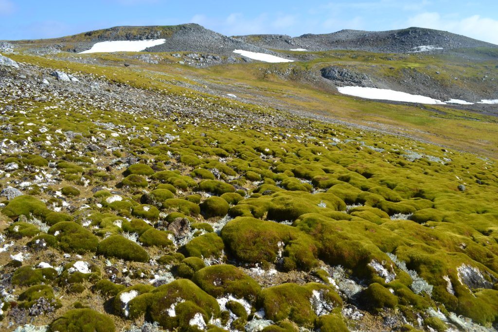 Antarctic ‘greening’ at dramatic rate, satellite data show_670002ccd7ef9.jpeg