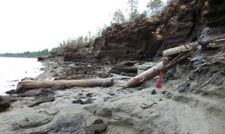 fallen ancient trees cover a muddy river bank there is a red shovel standing in the sediment.