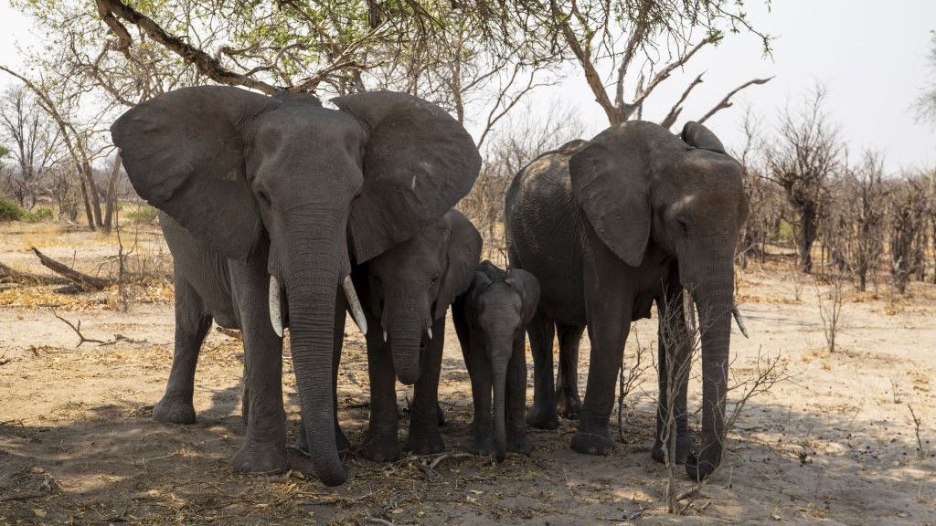 Satellites find likely cause of mysterious African elephant deaths of 2020_675203efc3905.jpeg