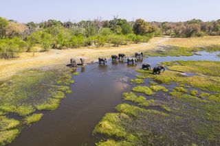 several elephants stand amidst some marshy water and grassy shores in an arid landscape.