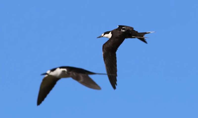 A sooty tern with an Icarus transmitter leaves the breeding colony on Bird Island in the Seychelles. Credit: Martin Wikelski / Max Planck Institute of Animal Behavior Icarus returns to space