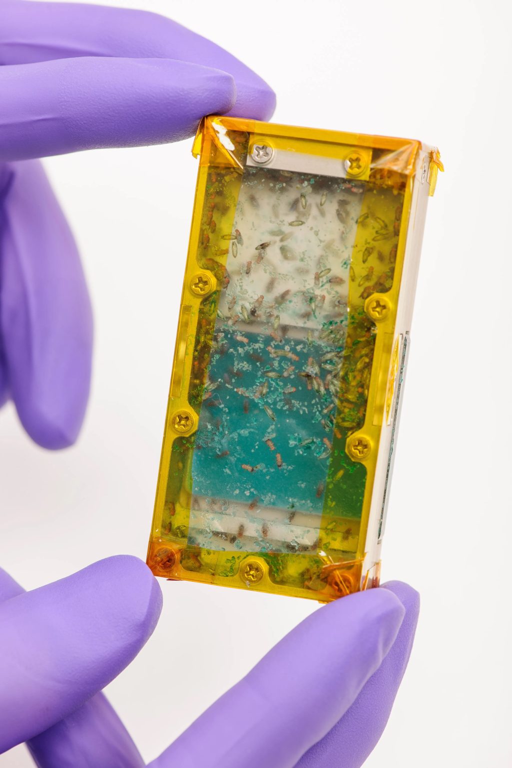 Insects on the space menu: A sustainable food source for future missions_690e71c33eb08.jpeg