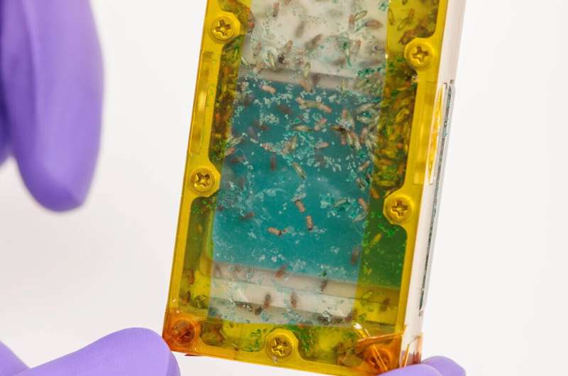 Insects on the space menu