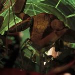 ‘Project Hail Mary’ sound designers used surprising animal sounds to create Rocky’s musical alien voice (interview)_69d5b273c4636.jpeg